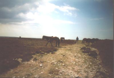 Exmoor 96